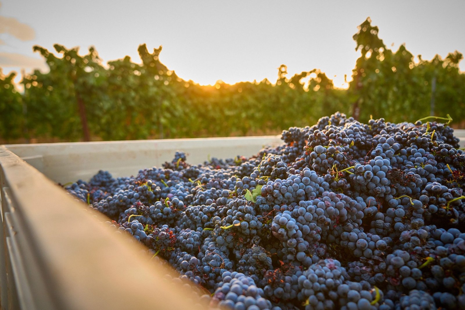 Raw grapes in a big bucket in the vineyard.