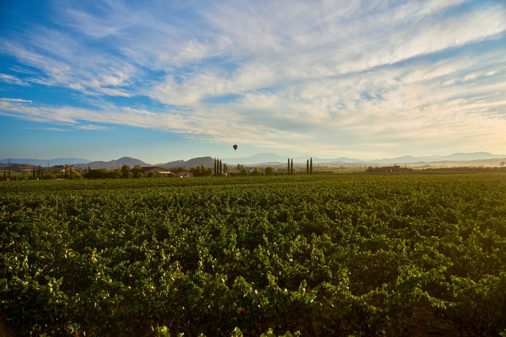 Ponte Winery Vineyard Views