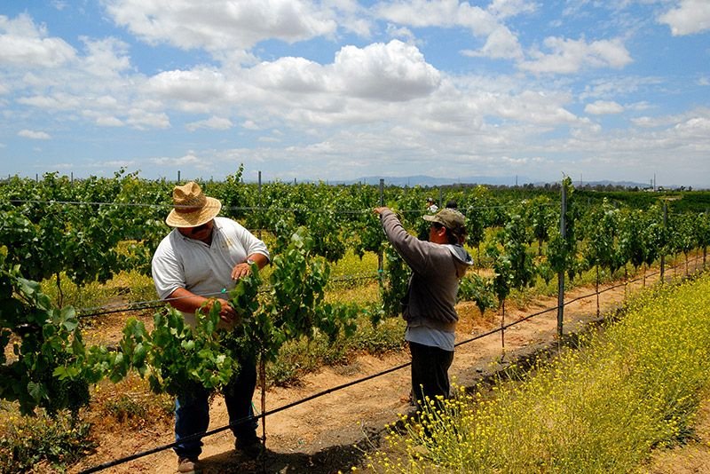 Sustainable harvesting of grapes in the vineyard by workers.