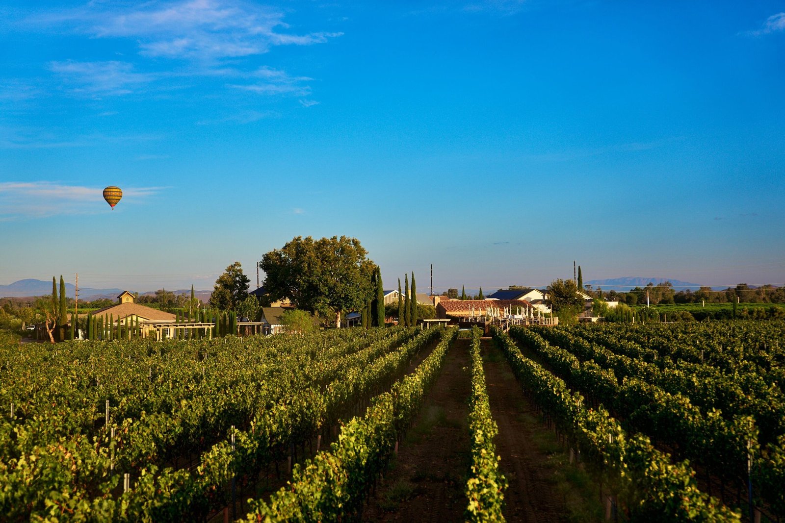 Photo of vineyard rows with Ponte Winery behind it and a hot air balloon in the sky.