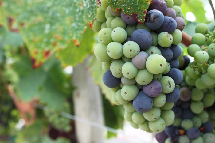 winery-2015-03-copy