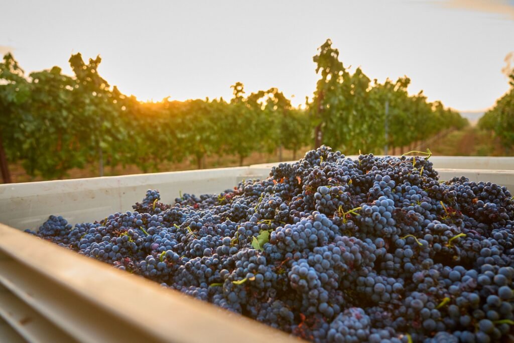 Photo of grapes in the vineyard.