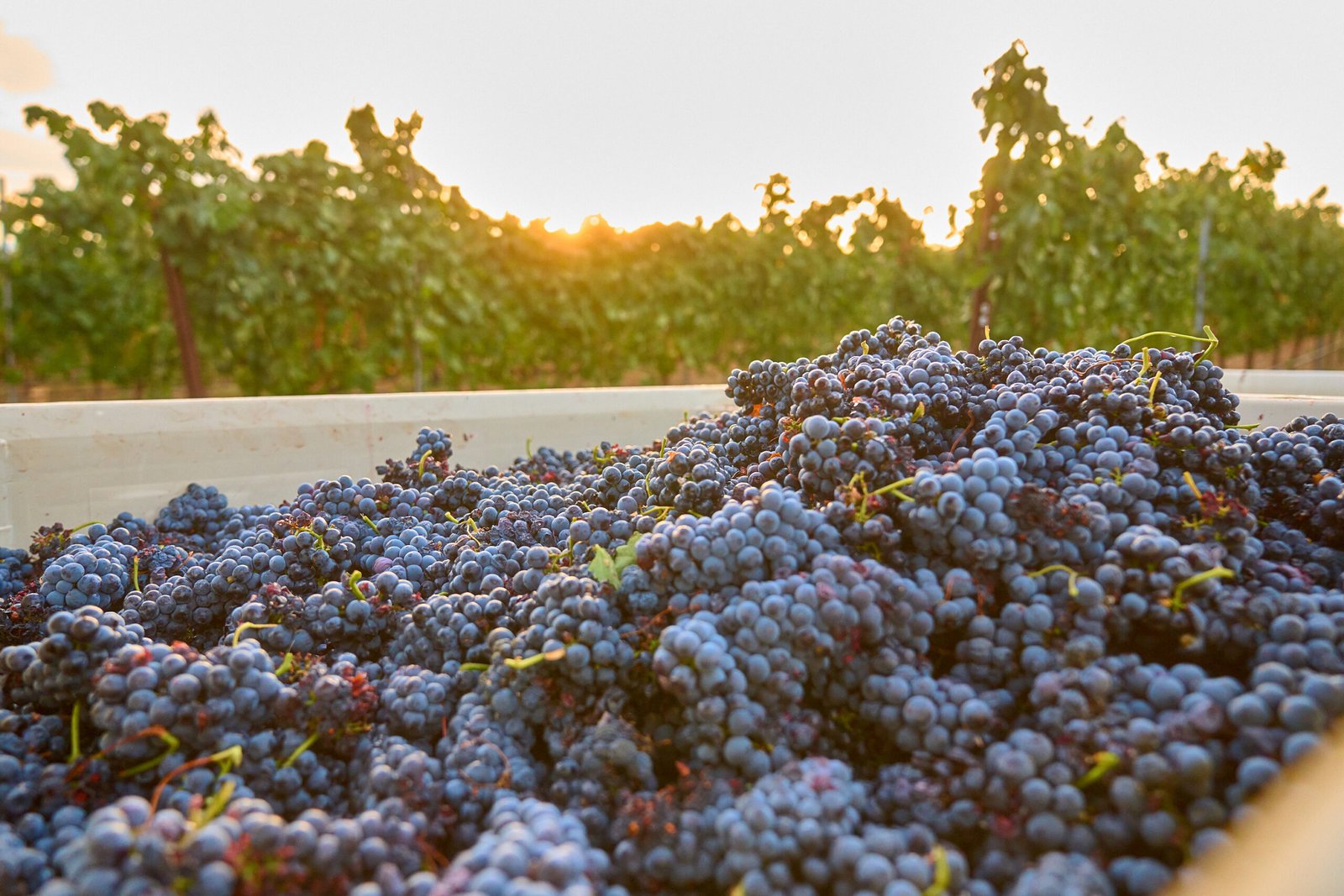 Photo of grapes in the vineyard.