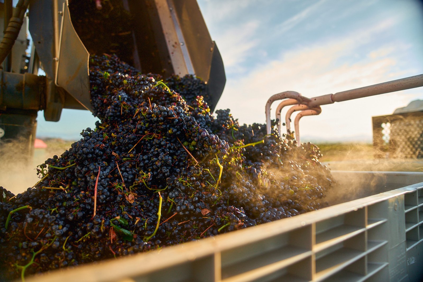A rake pulling grapes out of the machine into a big bucket during harvest.
